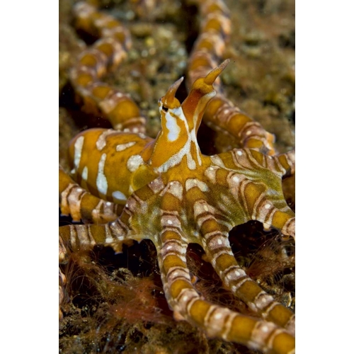 Indonesia, Pantar Island Long-arm octopus